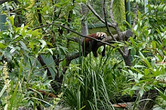 0099 Cairns Tropical Zoo